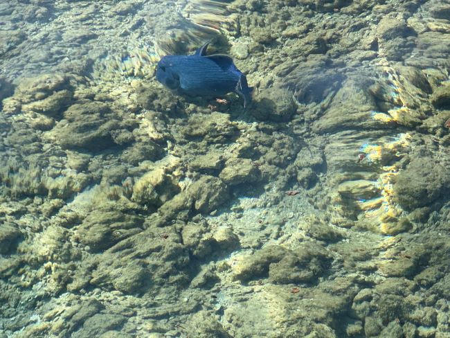 Jaz Makadina | Sea | Reefs | Hurghada | Egypt