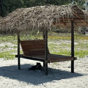Dog resting under traditional thatched palm shelter at Casuarina Beach, Jaffna, Sri Lanka