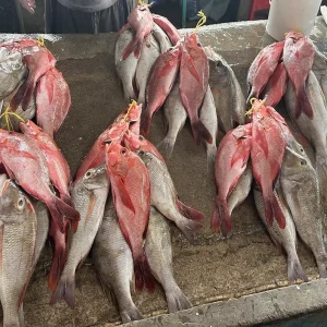 Fresh red snapper and local fish displayed at Sir Selwyn Clarke Market in Seychelles