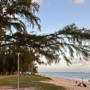 Beautiful beach in Mauritius with casuarina trees and visitors enjoying sunset
