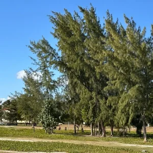 Tropical coastline in Mauritius with casuarina trees and lush green vegetation